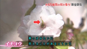 a13