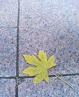 カナダじゃないよ