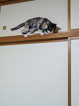 やりすぎました。
