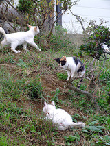 子猫の遊び