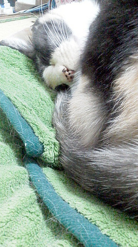¤°¡¼