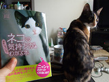 にゃんですくわぁ