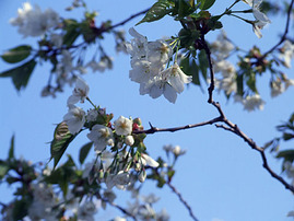 白い桜でしたね