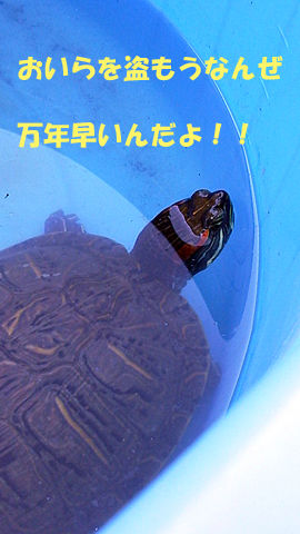 カメは万年