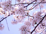1人で花見