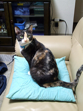 借りてきた猫