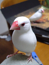 正直どっちがどっちか・・・。