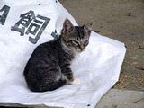 かわいいがやっぱり逃げるコ