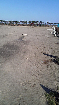 競技場馬場