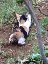 じゃーんぷっ