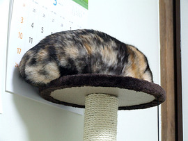 なまこ?