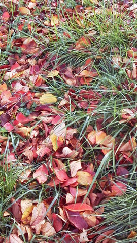 桜の葉