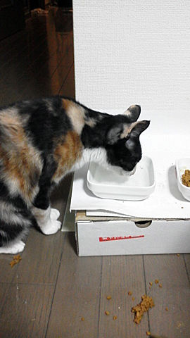 何故吐く・・・。