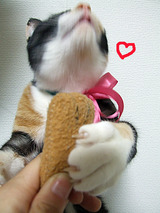 猫手ぬいぐるみLOVE
