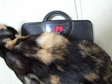 2.8 kg