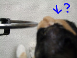 たべられる?