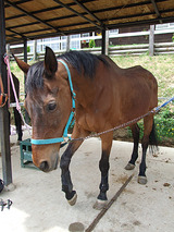 現役競技馬でございます