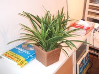 DSCF2877.JPG