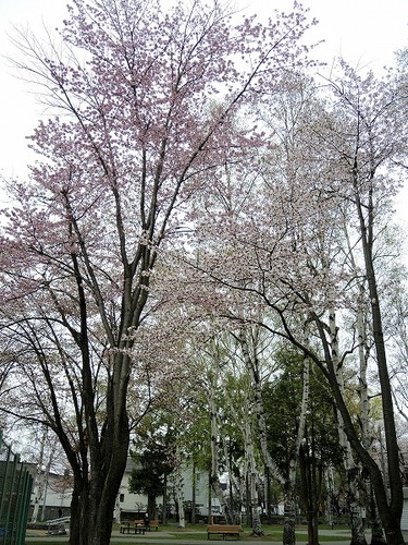 公園