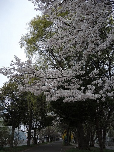満開