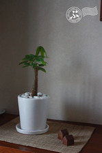 2012パキラ03