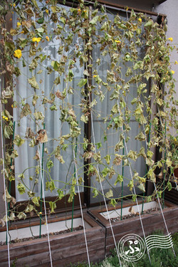 Green-curtain puroject 2012_1005_03