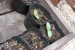 ヘチマ2012_04