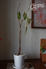 2012パキラ01