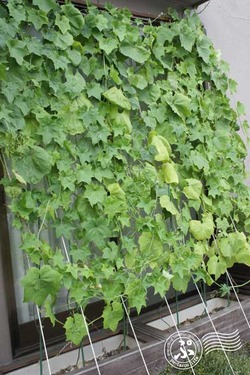 Green-curtain puroject 2013_0808_02
