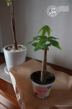 2012パキラ02