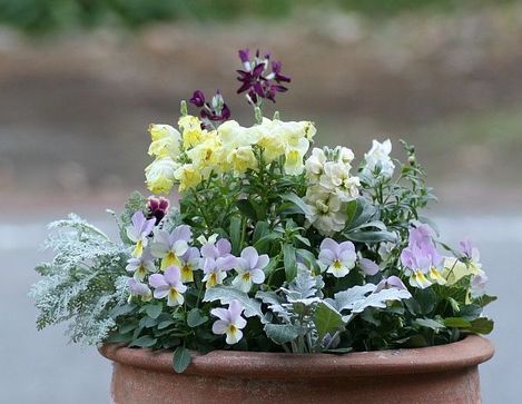 冬の寄せ植え : 花みてダンゴ