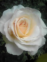 ba6253f9.JPG