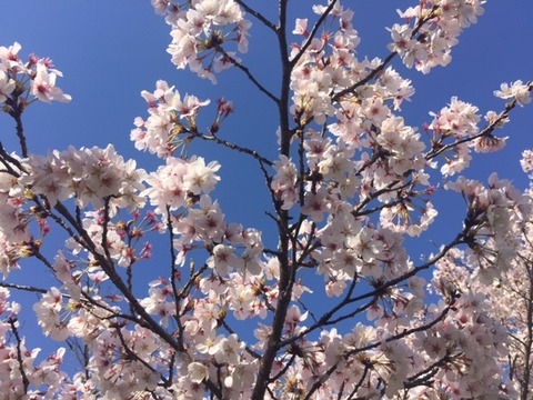 桜受験