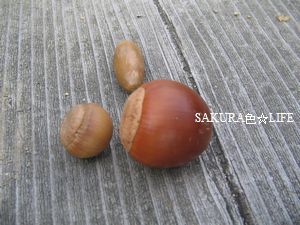 どんぐり