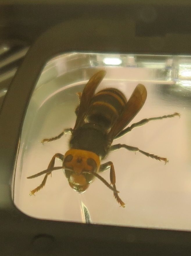 コガタスズメバチ