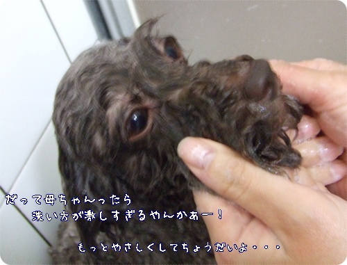 �椺