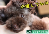 犬ブログランキング