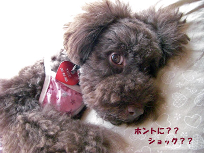 ホンマにショック?