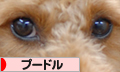 プードル村