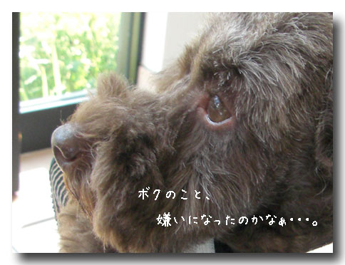 きらい