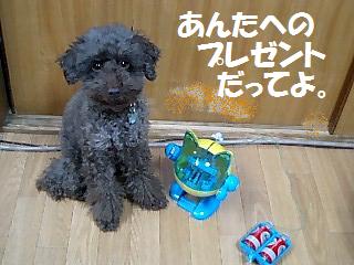 �ץ쥼���