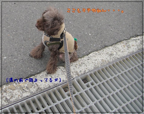 ゆず