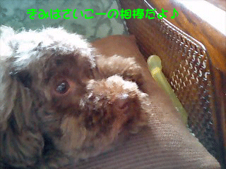 さいこー