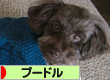 プードル村