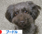 プードル村