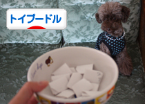 トイプードル村