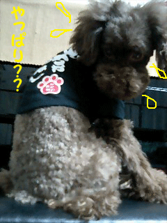 やはり