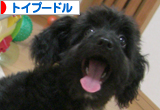 トイプードル村
