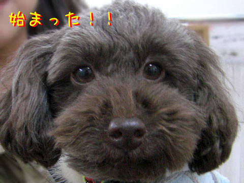ゆず