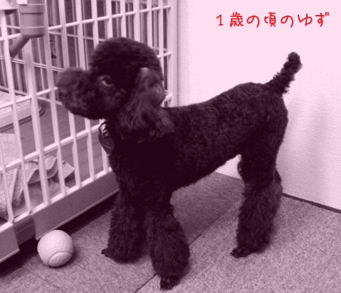 �椺